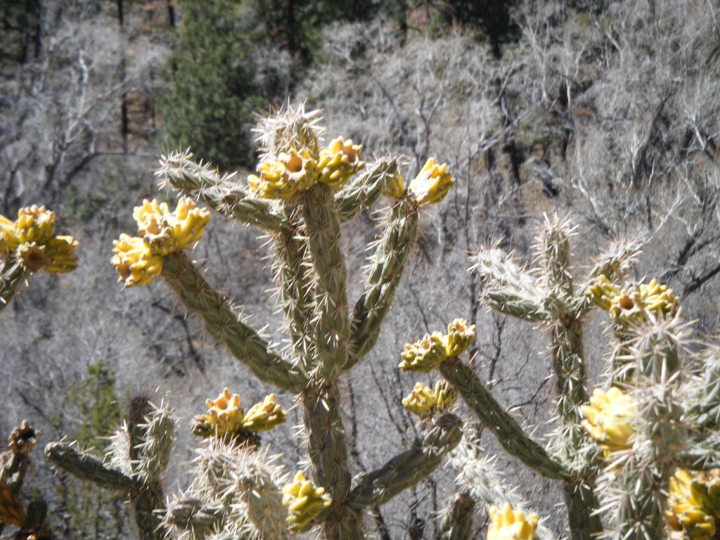 Cactus Flowers Cactus Flowers